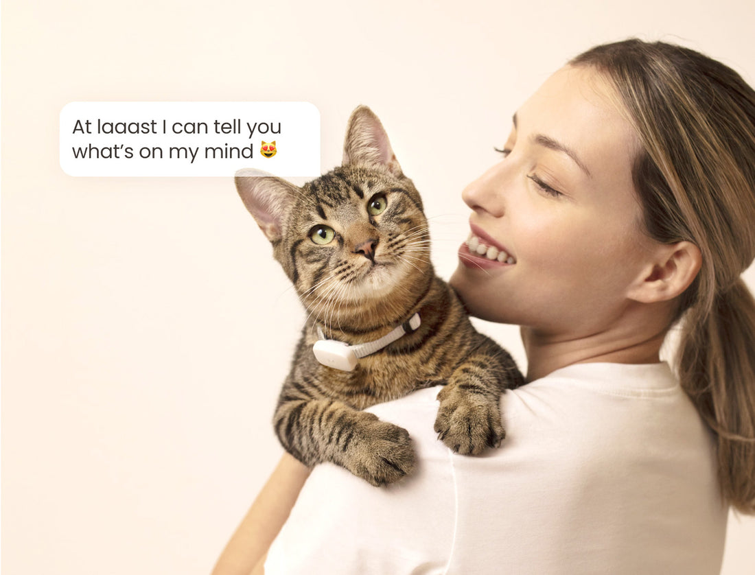 How Moggie Complements Sphinx for Smarter, Healthier Cat Care