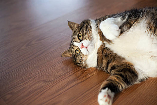 Is Your Cat Overweight? Health Risks, Costs, and Solutions